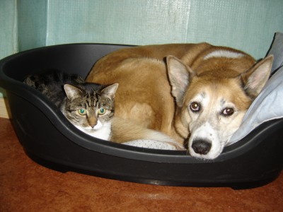 chien 003.jpg