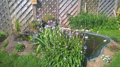 WP_20170524_09_46_45_Pro.jpg